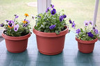 Pots & Saucers, 9 inch, Terra Cotta Colored, Case of 5 - Image 4
