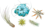 5 Assorted Colorful Air Plants Variety Pack - Vibrant Color Enhanced Tillandsias - Live Tillandsia Succulent House Plants - Wholesale and Bulk - Home and Garden Decor - Easy Care Indoor/Outdoor Plant - Image 2