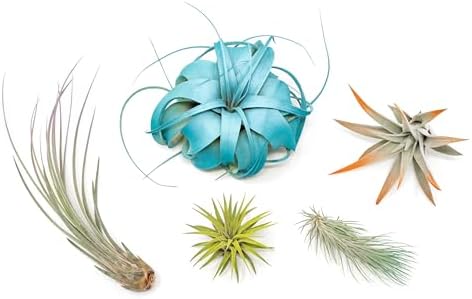 5 Assorted Colorful Air Plants Variety Pack - Vibrant Color Enhanced Tillandsias - Live Tillandsia Succulent House Plants - Wholesale and Bulk - Home and Garden Decor - Easy Care Indoor/Outdoor Plant - Image 2