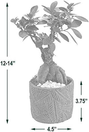 Arcadia Garden Products LV56 Ginseng Ficus Bonsai Live Indoor Plant in Tropico Leaf Ceramic Planter for Home, Work, or Gift, Green *Cannot Ship to California* - Image 3