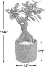 Arcadia Garden Products LV56 Ginseng Ficus Bonsai Live Indoor Plant in Tropico Leaf Ceramic Planter for Home, Work, or Gift, Green *Cannot Ship to California* - Image 3