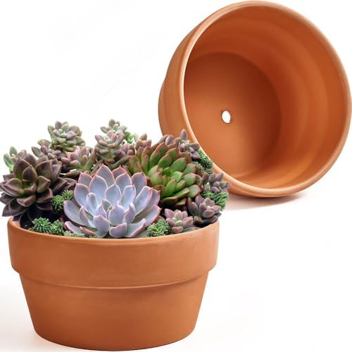 8 Inch Shallow Terracotta Pot for Succulent - 2 Pcs Large Clay Planter Pots with Drainage Hole, Shallow Plant Pottery Pots for Cactus Succulent and Other Indoor Outdoor Plants by NiSevenLiving