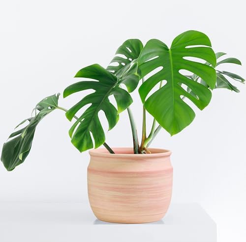 Olly & Rose Large Terracotta Plant Pot Brushed - Ceramic Plant Pot 9 Inch Outdoor and Indoor Flower Planter for Home and Garden - Image 2