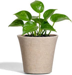 6 Inch Resin Plant Pots with Drainage Hole cone Decorative Flower Planter by Unknown