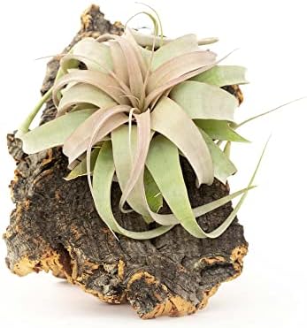 Medium Natural Cork Bark DIY Kit with Mini Xerographica Air Plants, Glue and Hook - Live Tillandsia Succulent House Plant - Wholesale and Bulk - Home and Garden Decor - Easy Care Indoor Outdoor Plants by TheAirPlantShop