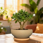MUZHI 2 Pack 8+6 Inch Plant Pot - Natural Unglazed Ceramic Bonsai Pot with Bamboo Saucer, Large Vintage Clay Shallow Planter Pot with Drainage Hole - Image 6