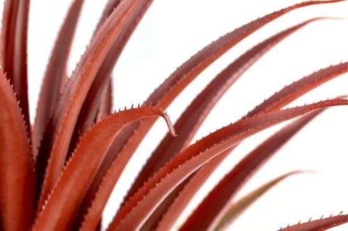 SUNPRAIRIE Hyper Realistic Big Red Artificial Aloe Vera Plant 26 Inches Tall. Large Faux Agave in Matte Black Pot. - Image 3
