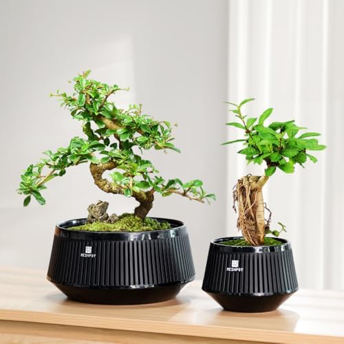 Bonsai Pots with Drainage Tray, Plastic Imitate Ceramic Bonsai Tree Pot with Excellent Airflow, Large Succulent Pots for Indoor Plants, Juniper, Ficus, Chinese Elm, Cactus, 8 Inch, Set of 2 - Image 5