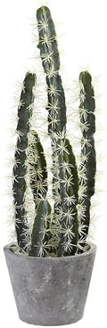 Nearly Natural Decorative Cactus Garden with Cement Planter by NearlyNatural