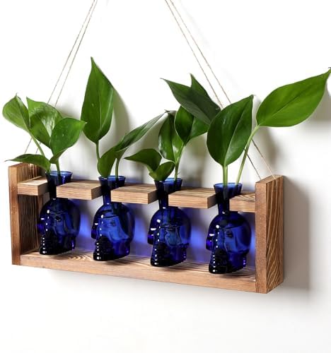 Plant Propagation Stations Halloween Skull Plant Terrarium Kit by CYZglass