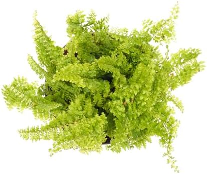 Mini Ferns for Terrariums/Fairy Garden - Live Plants - 5 Different Plants-2" Pots - Image 3