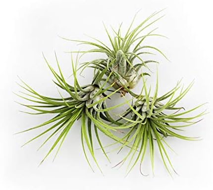 Bundle of 50 Assorted Indoor Tillandsia Air Plants - 1-2" Each - Wedding Favors, Live Indoor Party Decor, for Terrariums, Hanging Planters, Home Decor, and Floral Design - Image 6