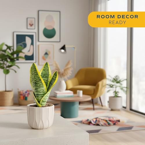 Costa Farms Snake Plant, Live Indoor Plant, Air Purifying, Low Light, Easy - Image 2