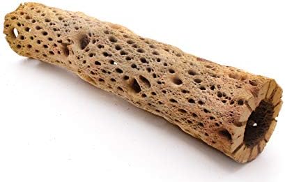 3, 6, 9, 12 Inch All Natural Teddy Bear Cholla Wood Extra Hollow Untreated Organic Aquarium Driftwood Decoration Chew Toy Shrimp Crab Cichlid Nano Tank Birds 1 or 5 Pieces (1 Piece, 12 inch) - Image 4