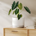 LE TAUCI 8 Inch Plant Pot, Ceramic Pots for Plants, White by LETAUCI