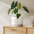 LE TAUCI 8 Inch Plant Pot, Ceramic Pots for Plants, White by LETAUCI