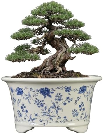 6.69" Glazed Bonsai Pots, with Drainage, Indoor-Outdoor Decor - Image 3