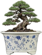 6.69" Glazed Bonsai Pots, with Drainage, Indoor-Outdoor Decor - Image 3