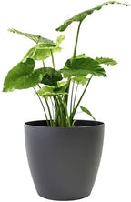 Memphis 13" Round Indoor Floor Planter Pot – Lightweight & Durable Plastic, Modern Design, Made in USA, Recyclable Large Plant Container for Home & Office Décor (Charcoal Meta by GreenlinePlanters