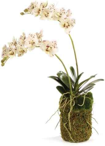 NAPA Home & Garden, PHALAENOPSIS Orchid Drop-in 16" by Napa+Home+%26+Garden