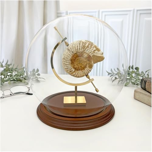 Plymor 7.5" x 8.5" Glass Display Dome Globe Cloche (Walnut Veneer Base) - Image 2