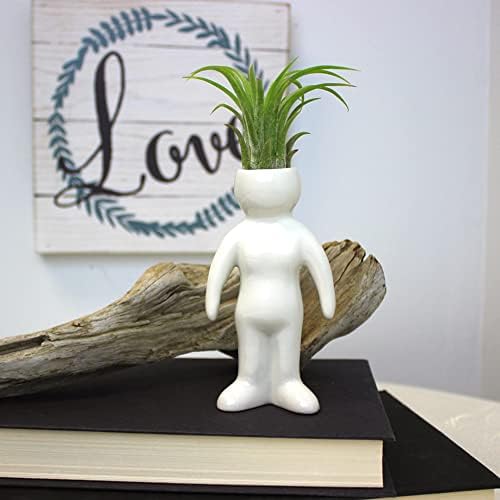 White Ceramic Man, Woman, Boy and Girl People Shaped Planters with Live Tillandsia Air Plants - 3.5"-4.75" Potted Indoor Air Plants for Home and Office Decor - Image 4