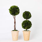 Real Preserved Yellow Evergreen Potted Tree Globe Tree Basin Territory Flower Pot Home Decor Farm House (22 Inch Length) - Image 2