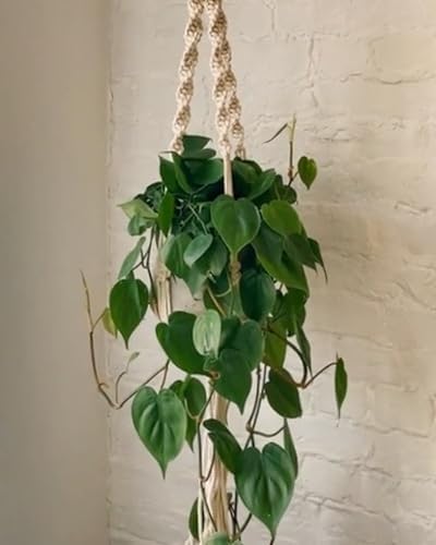 PILLOWPIA Macrame Plant Hanger 55" – Indoor Outdoor Hanging Planter Rack for Ceiling, Wall, or Window – Boho Rope Plant Holder for 10" Pots – Decorative Garden & Patio Plant Accessory – Ochre - Image 7