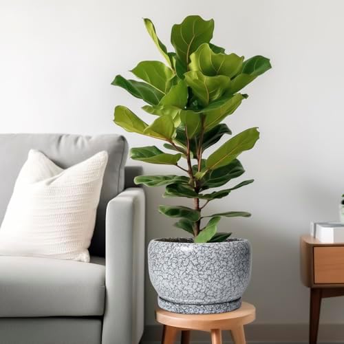 SQOWL Ceramic Planters - 10 Inch Ceramic Flower Pot with Drainage Hole and Saucer, Decorative Plant Pot Indoor, Round Large Planter Outdoor, Bathroom Decor, Gifts for Plant Lovers, Black and White - Image 2