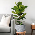 SQOWL Ceramic Planters - 10 Inch Ceramic Flower Pot with Drainage Hole and Saucer, Decorative Plant Pot Indoor, Round Large Planter Outdoor, Bathroom Decor, Gifts for Plant Lovers, Black and White - Image 2