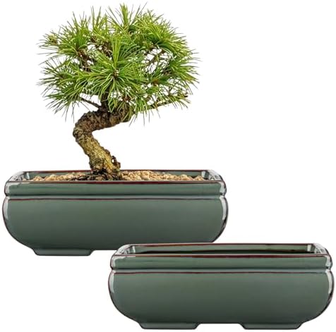 Set of 2 Large Bonsai Pots with with Drainage Hole, 8.7" Green Glazed by VillaComo