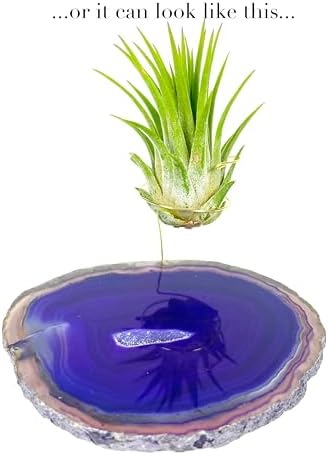 Purple Agate Geode Crystal Air Plant Holder Includes Healthy Air Plant and Rock n Air Gift Box Thoughtful Plant and Crystal Gift for Someone who has Everything - Image 5