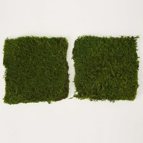 Bulk Wholesale Preserved Sheet Moss Sheet Moss Bun Moss Cushion Moss Natural Green Decorative Real Terrariums(10 sq.ft.) (Green-B) - Image 5