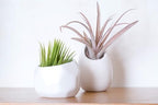Air Plant Shop White Geometric Holder Sets of 3 with Mixed Air Plants- Wholesale and Bulk - Succulents - Live Tillandsia - Easy Care Indoor and Outdoor House Plants - Image 4