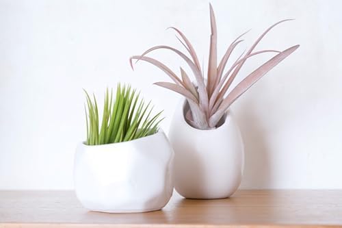 Air Plant Shop White Geometric Holder Sets of 3 with Mixed Air Plants- Wholesale and Bulk - Succulents - Live Tillandsia - Easy Care Indoor and Outdoor House Plants - Image 4