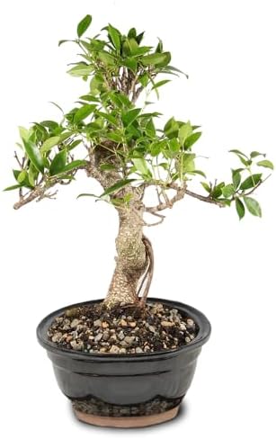 Brussel's Bonsai - Medium Ficus Live Bonsai Tree, Potted Indoor Plant - Image 2