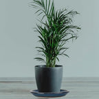W&W Ceramic Plant Saucer - Plant Trays for Indoor Pots(Blue, 13 inches, 2 Packs) - Image 6