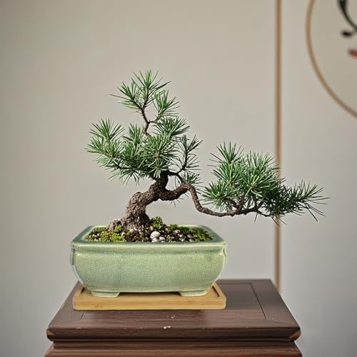 MUZHI 2pcs Green Ceramic Bonsai Planter Pots with Bamboo Tray 6.2 “ & 5.3”, Rectangular Glazed Bonsai & Succulent Cactus Starter Pot with Drainage Ice Crack Design (2 Crackle Glazed 6") - Image 4