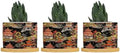 Chinoiserie Coral Asian Ceramic Planters Chinoiserie Chic Asian Pots for Plants with Drainage Holes and Saucers Pot for Home Office Desk Garden by BRUYU5SE