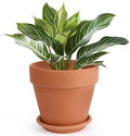 INGOFIN Terracotta Pot with Saucer - 10 Inch Ceramic Clay Pot for Plants with Drainage Hole, Large Terra Cotta Flower Planter with Tray for Indoor Outdoor Plants by INGOFIN