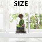 Yangbaga Tall Glass Terrarium Jar: House for Succulent Plant/Moss/Fish - Image 2