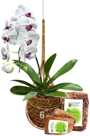 Handmade 100% Thai Bamboo 6 Inch Signature Super Sanctuary SIAM Orchid Hanging Basket with Nursery Grade Coconut Shell Staves Coir Pith Sponge & Husk Mulch by Panwa