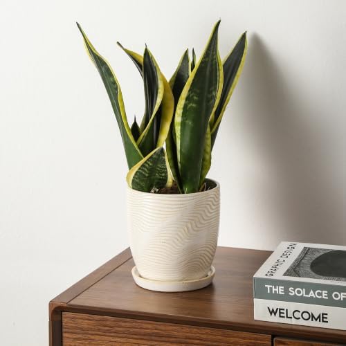 5.75 Inch Ceramic Planter Set of 2 with Drainage Hole and Saucer for Plants, Indoor-Outdoor Large Round Succulent Orchid Flower Pot -Reactive Color Spot(Inner-pots not Larger Than 5 Inch) - Image 5