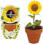 BUZZY Seeds Sunflower Grow Kit 12-Pack, Terracotta Pots, Indoor Garden - Image 2