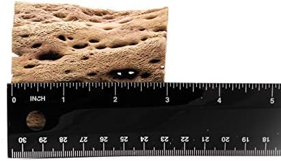 3 to 48 Inch All Natural Teddy Bear Cholla Wood Extra Hollow Large Untreated Organic Aquarium Driftwood Decoration Chew Toy Shrimp Crab Multi-Quantity (3 Pieces, 3 inch) - Image 2