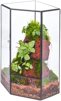 NCYP Wall Corner Geometric Glass Terrarium for Moss, Small Plants by NCYP