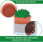 Phoenix Vine 6 Inch Self Watering Plants Pot, Design Terracotta Pot for Plants, Indoor Cylinder Terra Cotta Planter with Glass Vase, Set of 1, 51-A-F-1 - Image 3