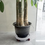 2 Packs Plant Caddy with Wheels, Loading Capacity 80 lbs, 30cm Plant Stand Heavy Duty Plant Dolly with Water Container(White) - Image 7