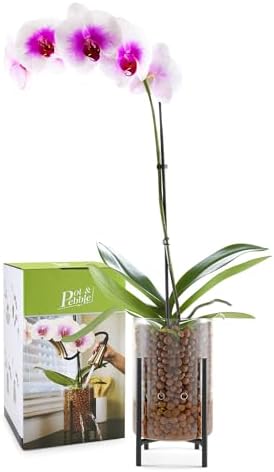 Pot & Pebble C8 Glass Orchid Pot, Metal Base - LECA Semi-Hydro Planter - Image 2