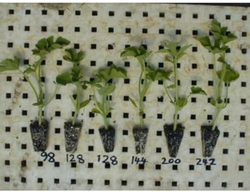 144 Cell Seed Starting Tray (5-Pack) - Commercial 10x20 Injection-Molded Propagation Insert, 26cc Cells for Peppers & Tomatoes, Air-Pruning Root Ribs, Reusable 10+ Years - Image 6